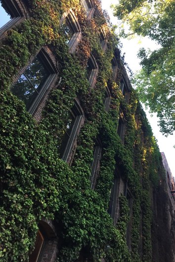 A building façade that is completely overgrown with green climbing plants.