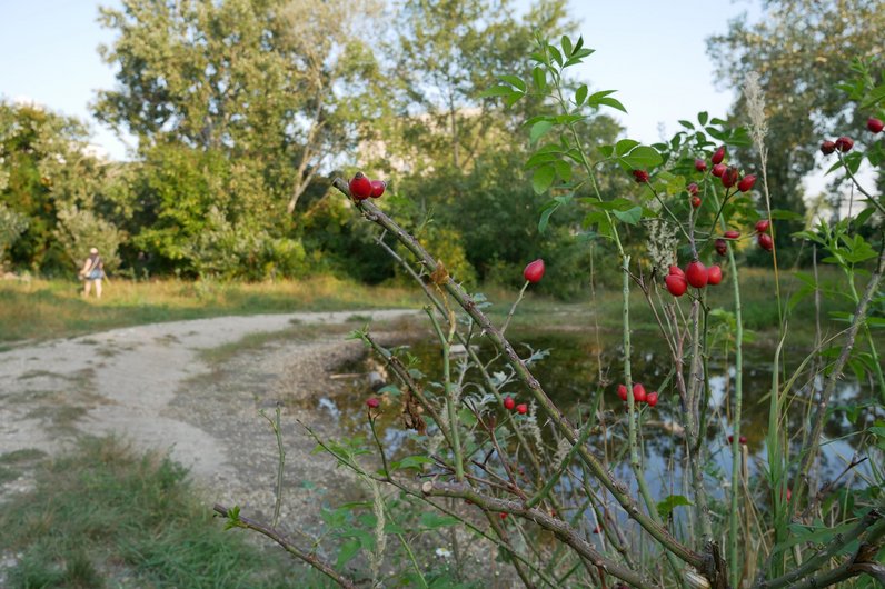 A small pond with rosehip bushes in the foreground and a winding path. A person is walking along the path in the background.