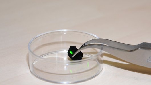 A pair of tweezers holds a small, black piece of material in a Petri dish.