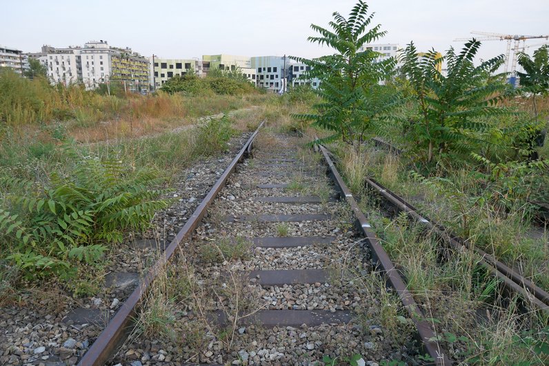 Abandoned railway tracks overgrown with grass and small trees.