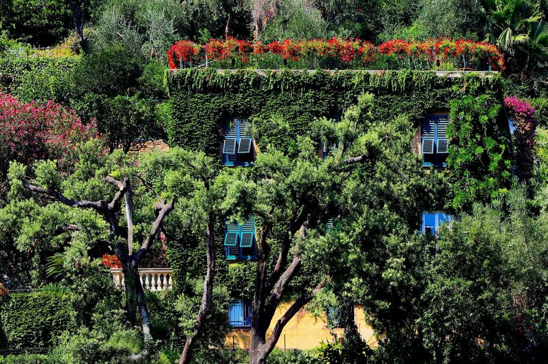 A building covered in climbing plants with blue shutters and red flowers on the roof, surrounded by trees and shrubs.