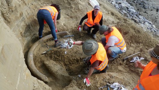 Palaeontologists excavate the tusk of a mammoth