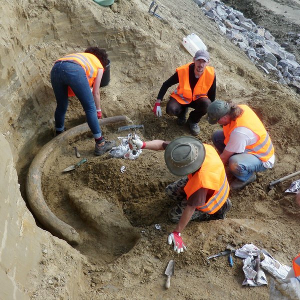 Construction workers in orange-coloured protective clothing and helmets work in a large hole in the ground and uncover a large, curved object with shovels and brushes.