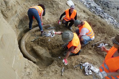 Construction workers in orange-coloured protective clothing and helmets work in a large hole in the ground and uncover a large, curved object with shovels and brushes.