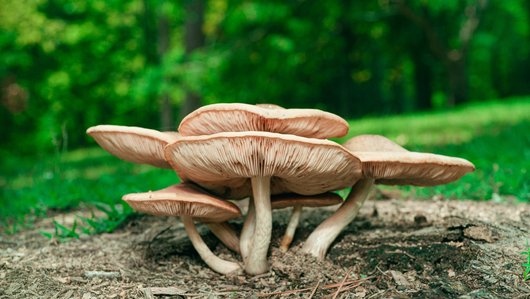 Several large mushrooms grow on the forest floor, surrounded by green foliage.