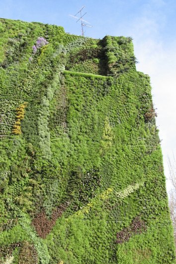 The green façade of the CaixaForum in Madrid. The vertical wall is covered with a variety of plants that form a dense and vibrant vegetation.