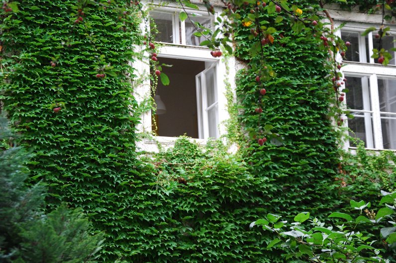 Eine Gebäudefassade, die komplett mit grünen Kletterpflanzen bedeckt ist. Offene Fenster bilden einen Kontrast zur dichten Vegetation.