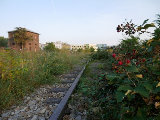 Eine verlassene Eisenbahnstrecke, die von Gras und Beerensträuchern überwuchert ist. Im Hintergrund sind ein altes Backsteingebäude und moderne Wohngebäude.