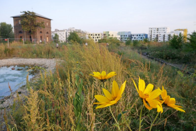 Eine Landschaft mit gelben Blumen, Teich, altem Backsteingebäude und überwucherten Eisenbahnschienen im Vordergrund. Im Hintergrund sind moderne Gebäude und Baukräne.