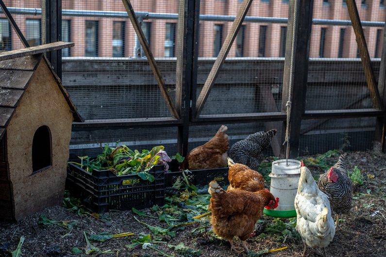 A chicken shed with several chickens, next to a small wooden hut.