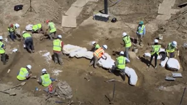 Researchers excavate bones of a Triceratops