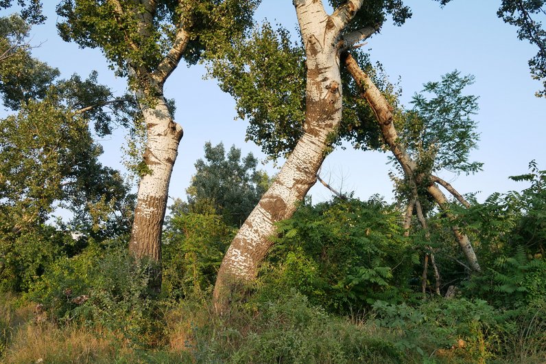 Several large trees with twisted trunks in a lush, green setting.