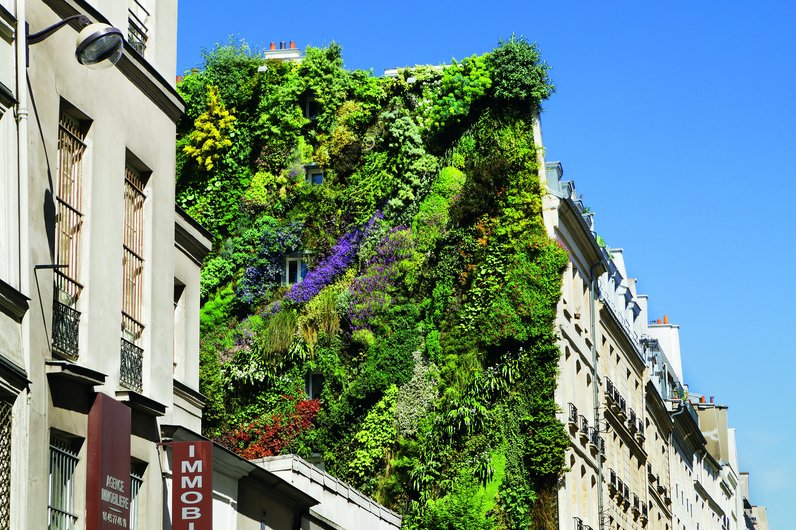 Eine begrünte Gebäudefassade in Paris, vollständig bedeckt mit Pflanzen. Diese grüne Wand verbessert die Luftqualität und das städtische Mikroklima.